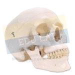 Human Skull Model